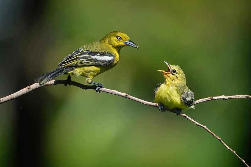 Wildlife Interaction Guidelines