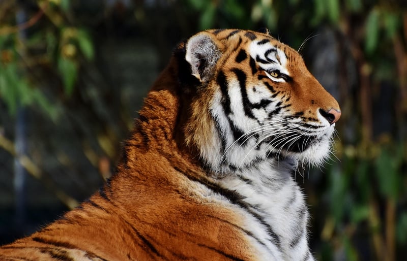 Ranthambore National Park