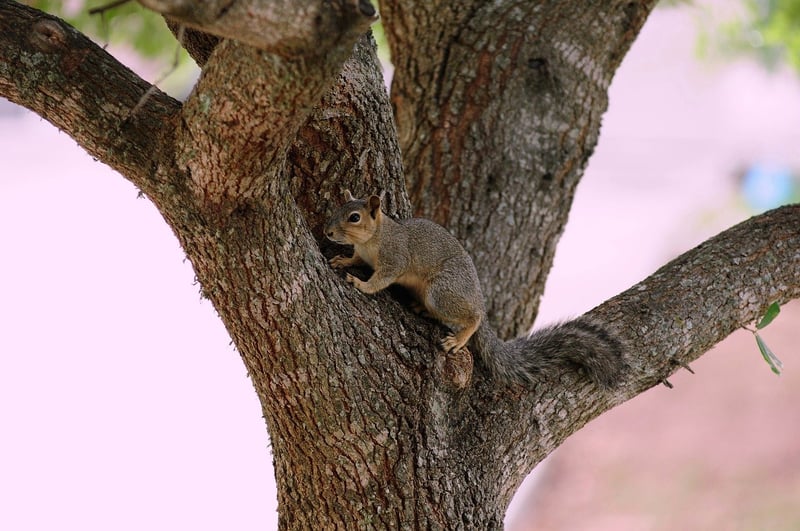 Wildlife Spotting